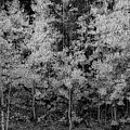 Pointillistic Aspens In Black and White